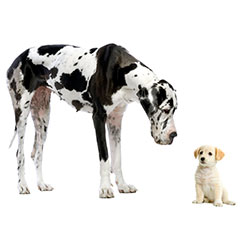 С кем соответствие в Сумерках